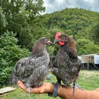 Coppia di galline Marans blu