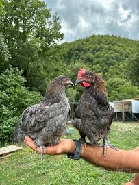 Coppia di galline Marans blu