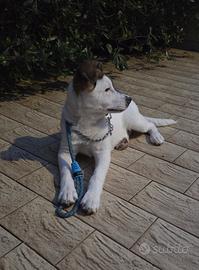 Una nuova famiglia per BING