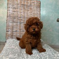 Cucciola Barboncino Mini Toy Red