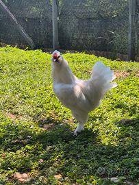 Gallo moroseta
