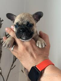 Bulldog francesi TOP