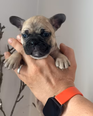 Bulldog francesi TOP