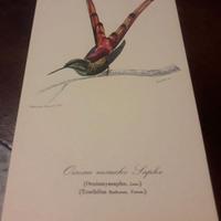 Stampe antiche di volatili