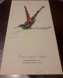 Stampe antiche di volatili