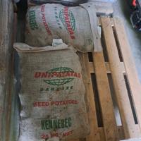 patat bianca da semina 