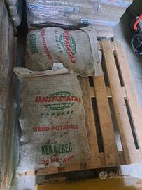 patat bianca da semina 