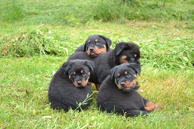 Cuccioli rottweiler con pedigree