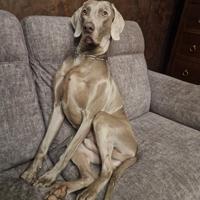 Cucciolone di weimaraner