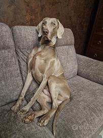 Cucciolone di weimaraner