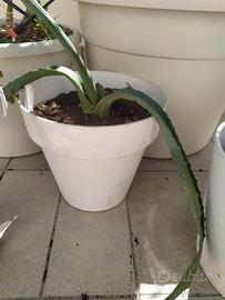 Pianta agave