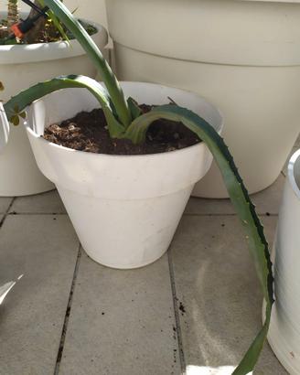 Pianta agave