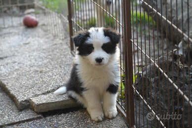 Border collie cuccioli