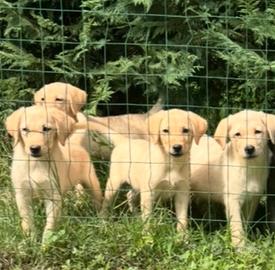 Quasi regalati cuccioli di Labrador