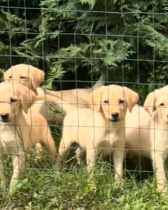 Quasi regalati cuccioli di Labrador