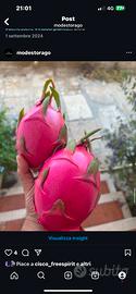Pitaya, 🐉 Dragon Fruit, piante e talee 🐉