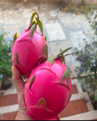 Pitaya, 🐉 Dragon Fruit, piante e talee 🐉