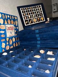 Collezione “Conchiglie del mondo” Fabbri Editori