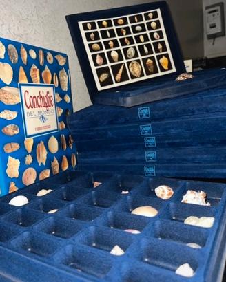 Collezione “Conchiglie del mondo” Fabbri Editori