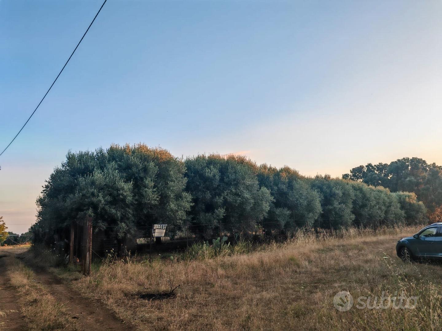 Terreno agricolo 1400 MQ- Matiniti -Campo Calabro - Vista 4