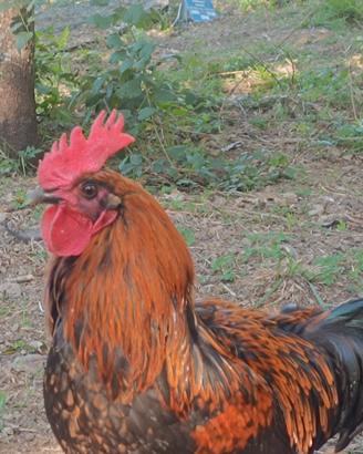 Gallo silverhood
