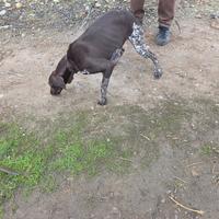 Kurzaar bracco tedesco