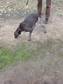 Kurzaar bracco tedesco