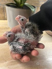 Pulli calopsite faccia bianca