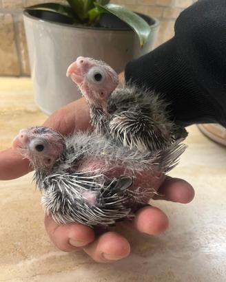 Pulli calopsite faccia bianca