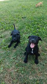 Cuccioli di Staffordshire bull terrier