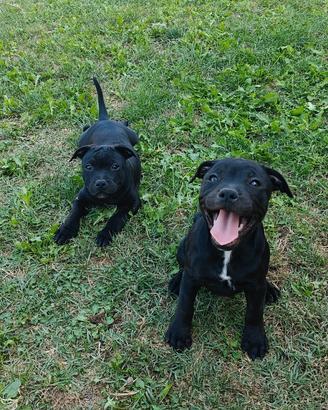Cuccioli di Staffordshire bull terrier