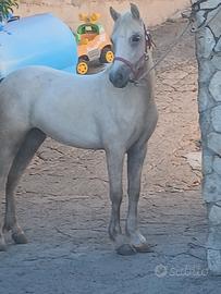 pony welsh 