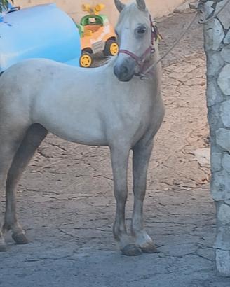 pony welsh 