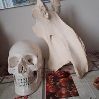 Vertebra Giraffa con CITES