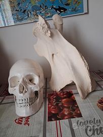 Vertebra Giraffa con CITES