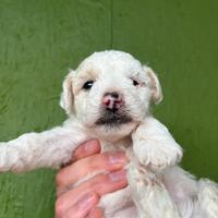 Cucciolo Maltipoo maschio