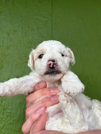 Cucciolo Maltipoo maschio