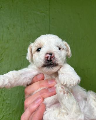 Cucciolo Maltipoo maschio