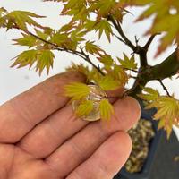 Bonsai Acero Yamamomiji