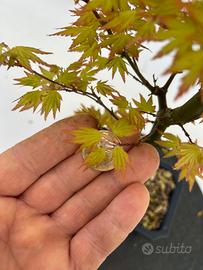 Bonsai Acero Yamamomiji