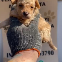 Barboncino toy albicocca 2M 2 F anche a rate