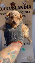 Barboncino toy albicocca 2M 2 F anche a rate