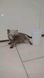 Chihuahua toy linea russa con pedigree