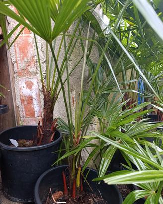 palme trackycarpus fortunei varie misure