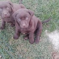 Cuccioli di Labrador Retriever cioccolato