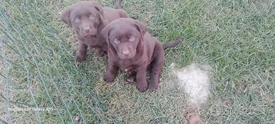 Cuccioli di Labrador Retriever cioccolato
