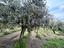 Immagine 11