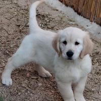 Golden retriever pedigree enci