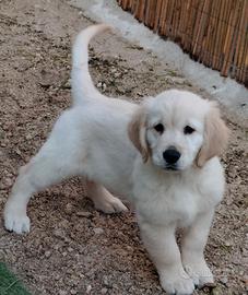Golden retriever pedigree enci