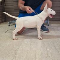 Disponibili Cuccioli di bull terrier